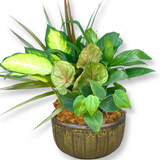 Potted Plants