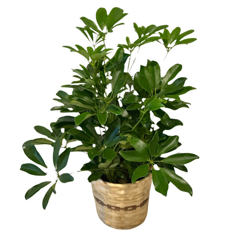 6” Schefflera