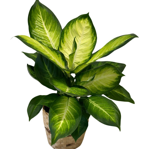 Dieffenbachia