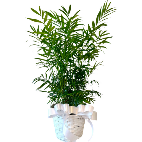 6” Fern