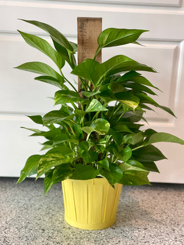 Climbing Pothos Ivy