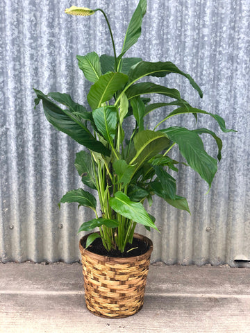 10" Peace Lily