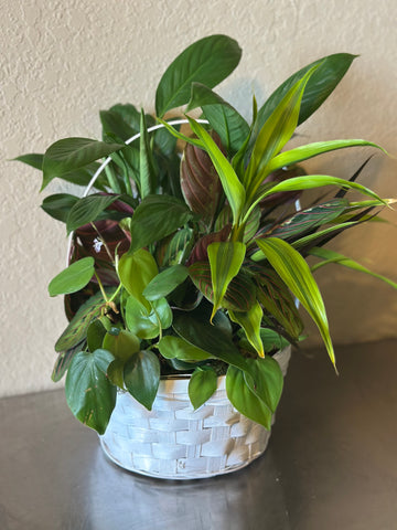Small Sympathy Plant Basket
