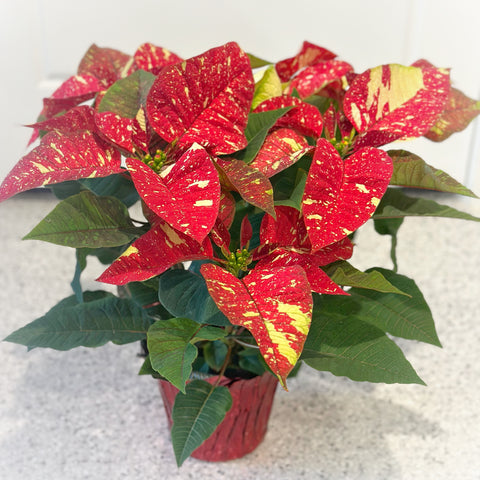 Red Glitter Poinsettia