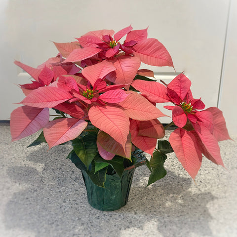 J’Adore Pink Poinsettia