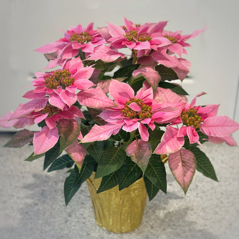 Pink Poinsettia