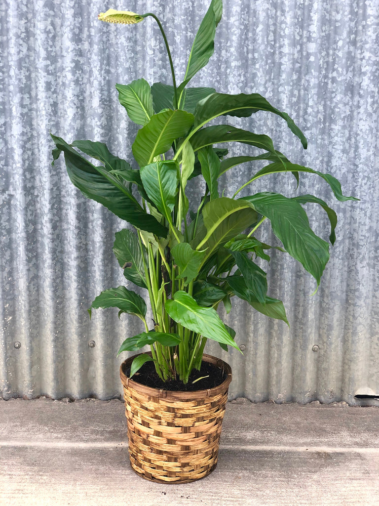 10 peace lily 10" Peace Lily – Sweet Southern Soul